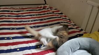 Interracial Teen Intense Catball Pussy Fight